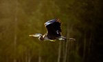 Great Blue Heron In Flight